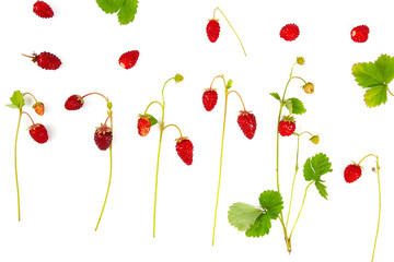 Wild strawberries isolated on white background.