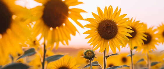 Soft focus. A beautiful field of blooming sunflowers against a background of blurred golden sunset...