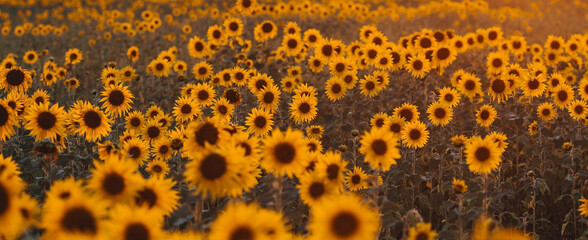 Soft focus. A beautiful field of blooming sunflowers against a background of blurred golden sunset light. Harvest of sunflower, sunflower seeds, sunflower oil.