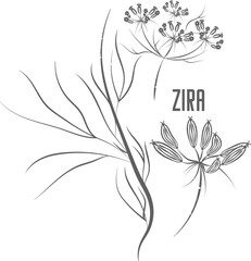 Zira seeds and flowers vector silhouette. Stem of Cuminum cyminum medicinal herbal outline. Zira or White Cumin seeds and umbels silhouette illustration for pharmaceuticals and kitchen. - obrazy, fototapety, plakaty