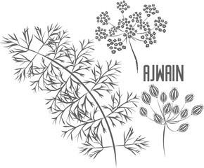 Ajowan seeds and flowers vector silhouette. Stem of Trachyspermum ammi medicinal herbal outline. Ajwain seeds and umbels silhouette illustration for pharmaceuticals and kitchen. Carom herb in silhouet - obrazy, fototapety, plakaty