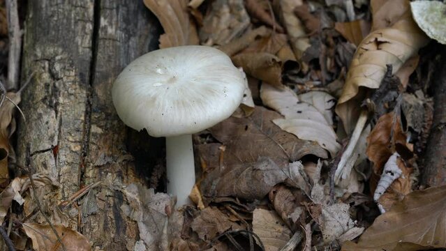 Pluteus petasatus in natural ambient - (4K)