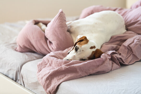 Hund liegt mitten im Bett und Bettzeug seiner Menschen- Istrian shorthaired hound, istrianer kurzhaarige Bracke - Hundehaltung, Hund im Bett