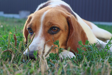 A cute dog beagle is lying on the green grass in a summer meadow