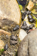 little savage frogs