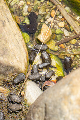 Fototapeta na wymiar frogs and tadpole in river