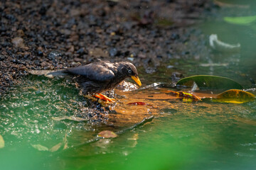 Javan myna or jalak kebo Acridotheres javanicus takes a bath in a riverside