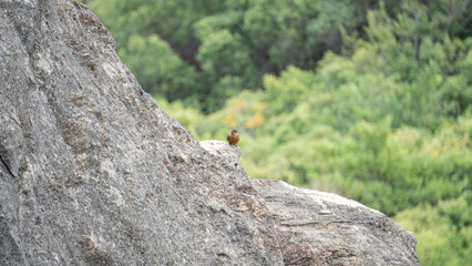 squirrel on a rock