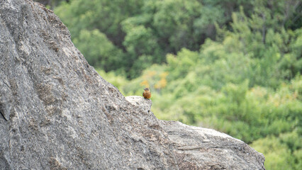 squirrel on the rocks
