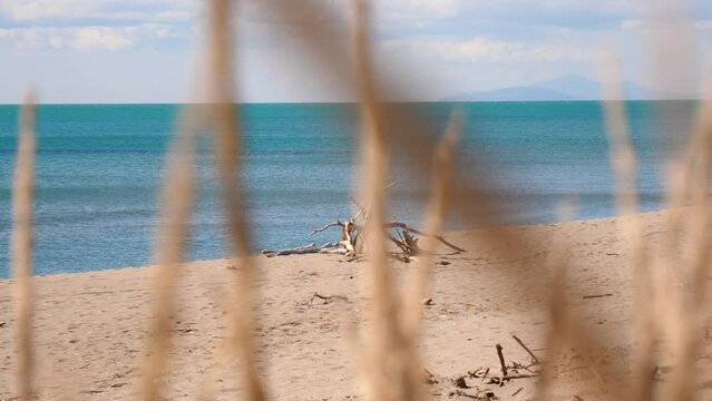 A log hut in the Alberese beach and sea with some plants in the foreground. Alberese, Maremma National Park in Tuscany (Grosseto) in a sunny day.