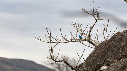 blue bird on a branch