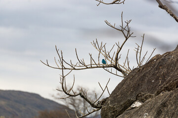 blue bird in tree