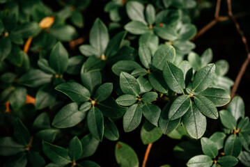 Dark green glossy leaves natural background and wallpaper