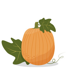 Vector drawing of a pumpkin with leaves