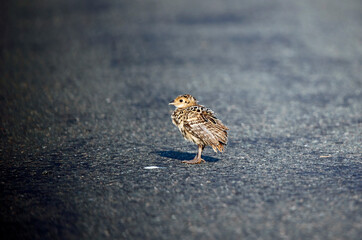 Female pheasant and chick alongside the road