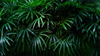 Naklejka na ściany i meble Natural palm leaves, tropical tree dark background
