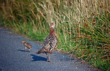 Female pheasant and chick alongside the road