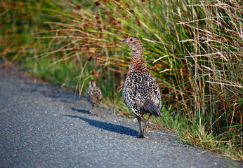 Female pheasant and chick alongside the road