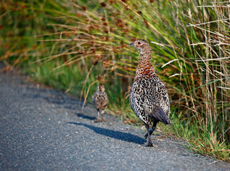 Female pheasant and chick alongside the road
