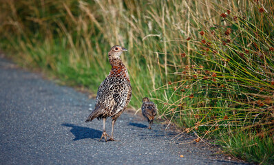 Female pheasant and chick next to the road