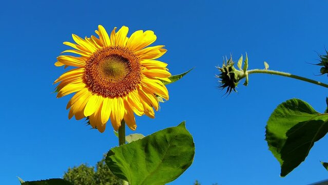Tournesol, Sunflower,Zonnebloem 2022