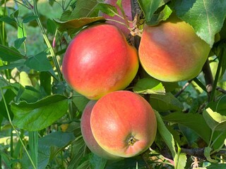 Apples red ripe fruits on branch in orchard.