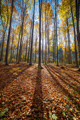 Fototapeta premium Colorful fall autumn forest of beech forest