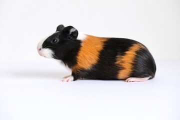 Tricolor guinea pig on a white background. A pet, a rodent.
