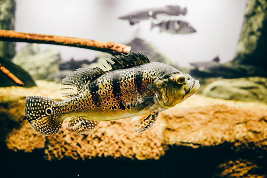 Fish cichla kelberi macropomum in natural habitat