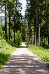 Wanderweg im Wald nahe Bad Hindelang, Allgäu