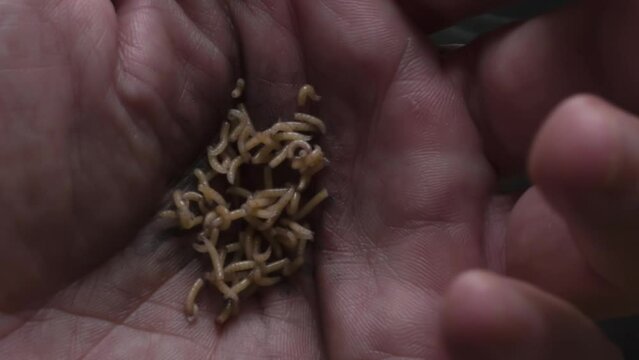 Wounded Palm Crawling Worms. Close-up of a large ball of worms teeming in the injured palm