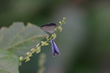 ヤマトシジミの求愛