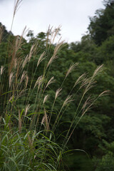 ススキと山の秋の風景縦