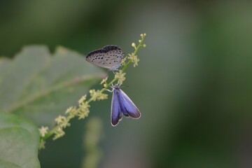 ヤマトシジミの求愛