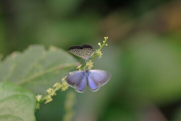 ヤマトシジミの求愛