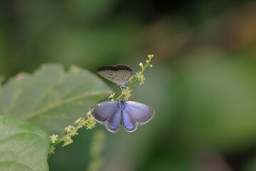 ヤマトシジミの求愛
