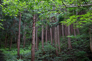 岐阜県飛騨高山の森の木