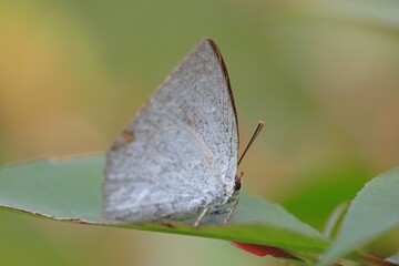 ウラギンシジミ