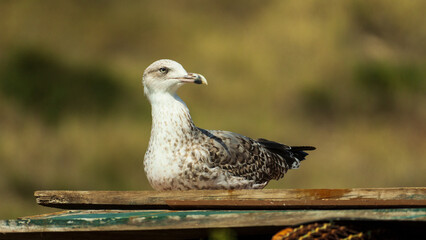 Bird rest on wood