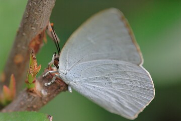 ウラギンシジミ