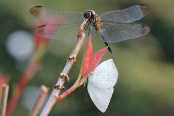 ウラギンシジミ