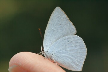 手乗りウラギンシジミ