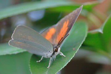 ウラギンシジミ