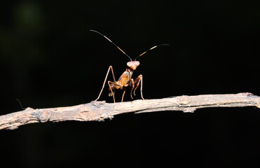 Mantises are distributed worldwide in temperate and tropical habitats. They have triangular heads with bulging eyes supported on flexible necks.