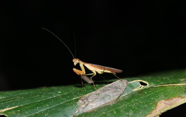 Mantises are distributed worldwide in temperate and tropical habitats. They have triangular heads with bulging eyes supported on flexible necks.