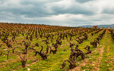 Fototapeta na wymiar 南フランスラングドッグ・ルーションのブドウ畑の風景
