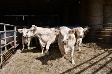 Des vaches dans une exploitation agricole en France, août 2022
