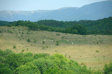 Fototapeta na wymiar Herd of goats grazing green grass in the valley pasture, mountains on a background. Place near Shyrokoe village, Crimea