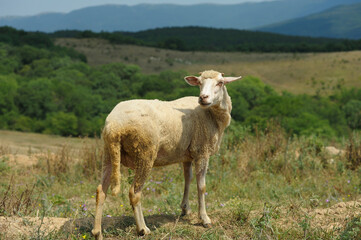 Sheep standing on a rural dirt road, valley and mountains on a background. Shyrokoe village, Crimea