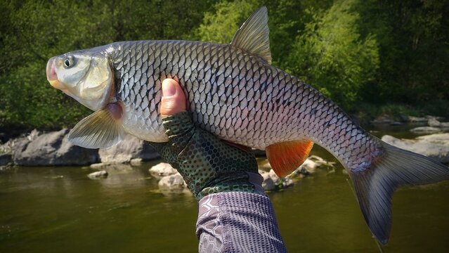 Chub fish in the angler's hand. Against the backdrop of a river